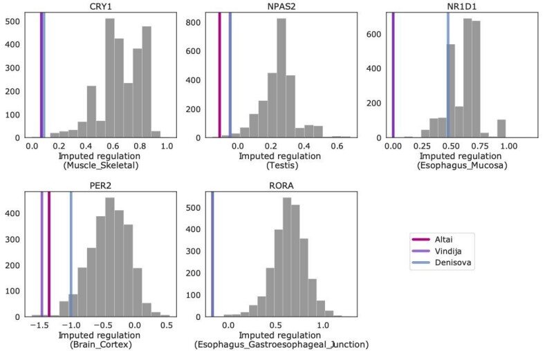 Los genes neandertales pueden haber ayudado a los primeros humanos a adaptarse a las diferencias en las horas de luz diurna de Eurasia