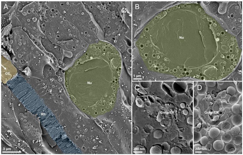 Se descubre que las larvas de gambas ocultan sus ojos oscuros con un material que manipula la luz