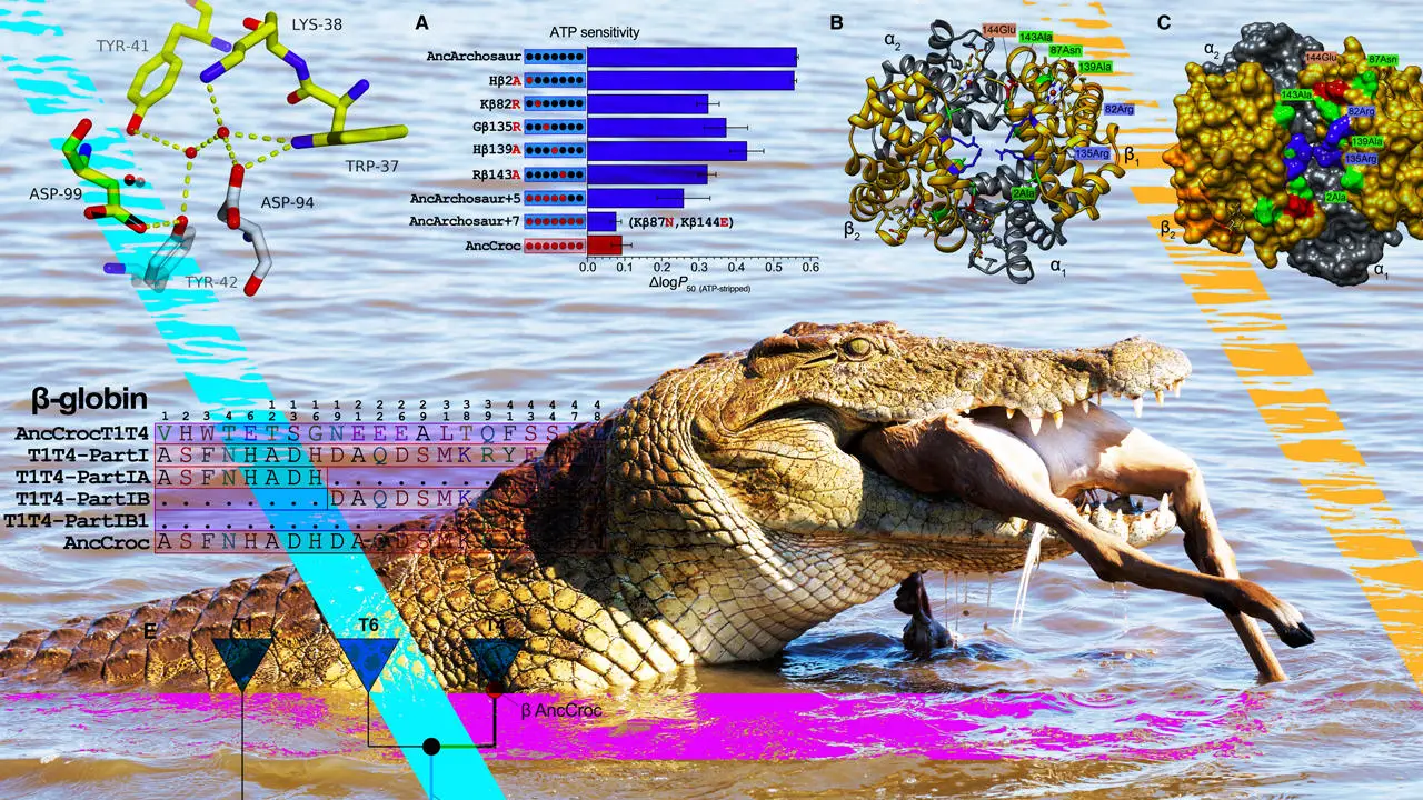 Crocodile With Impala