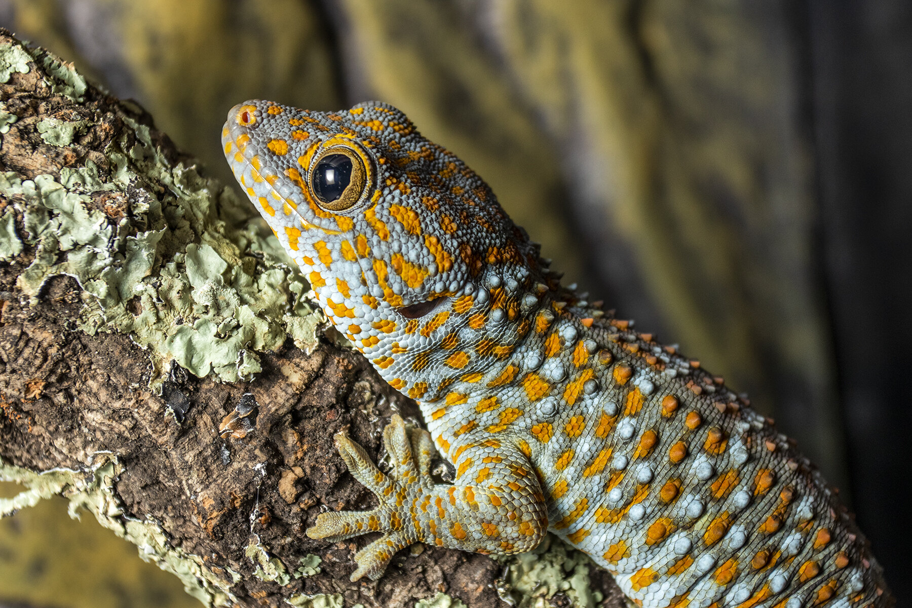Los geckos conocen su propio olor