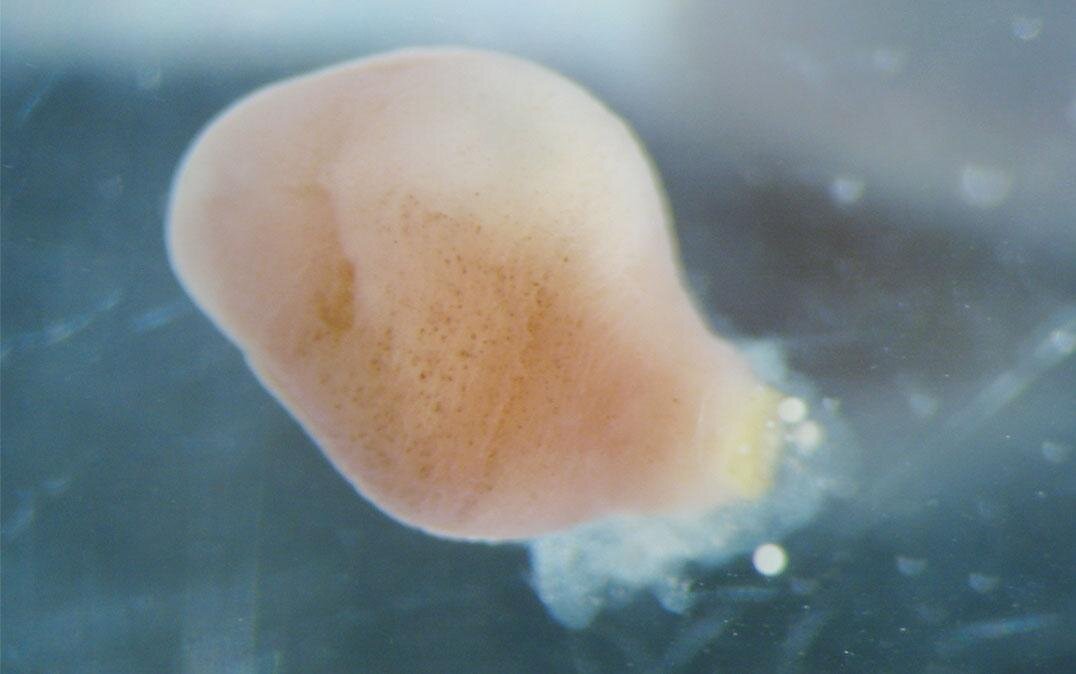 La estrategia reproductiva de los gusanos de aguas profundas proporciona pistas sobre el misterio evolutivo
