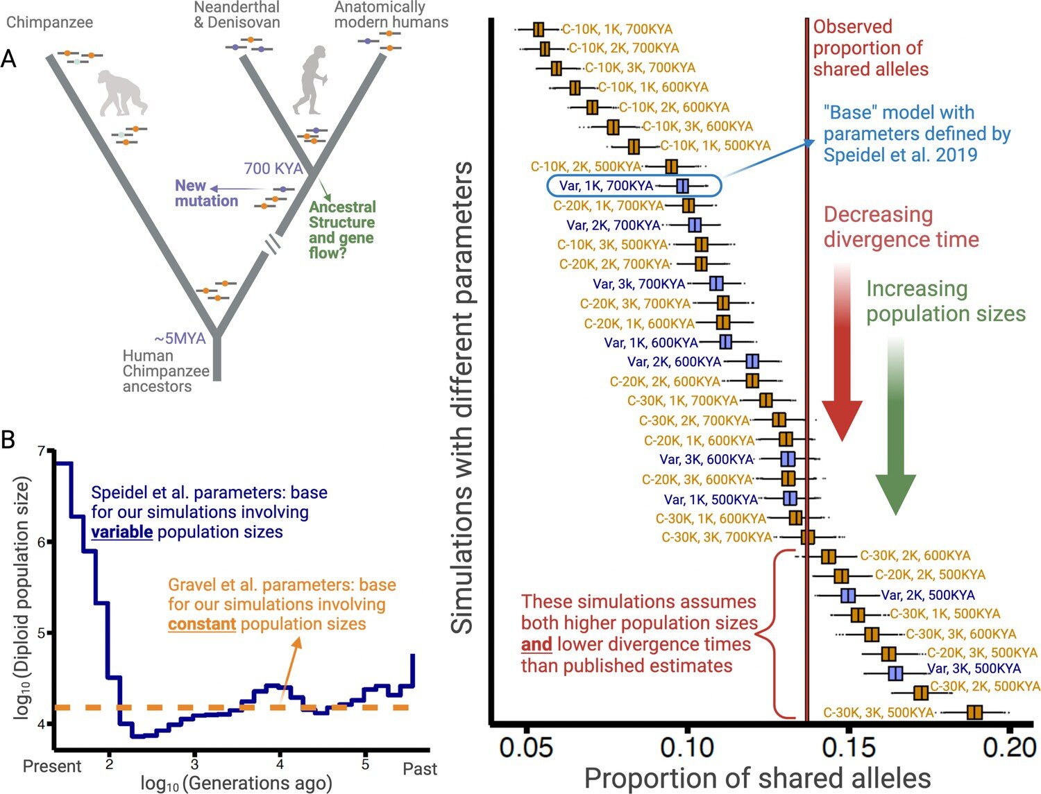 Las variaciones genéticas para las condiciones inmunitarias y metabólicas han persistido en los humanos durante más de 700 000 años.