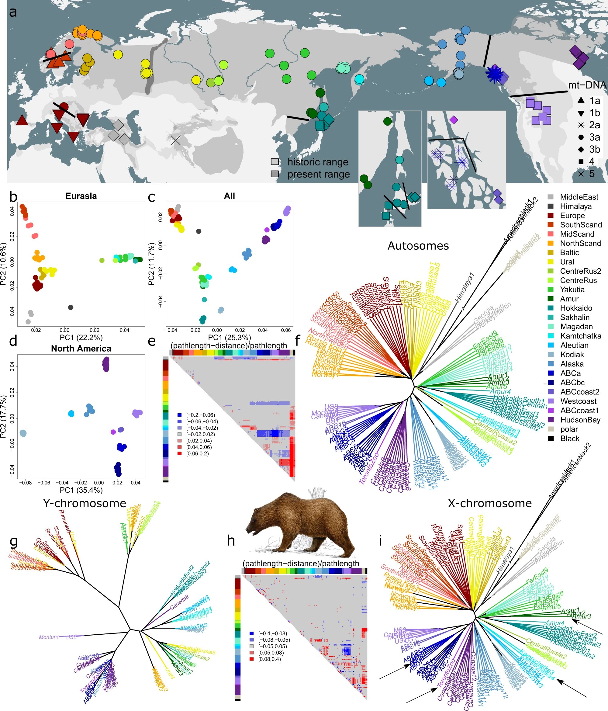 El estudio genómico aclara la diversidad de los osos pardos en toda la gama de especies