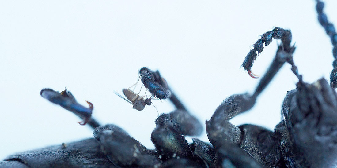 Más de 100 nuevas especies de insectos descubiertas en Noruega