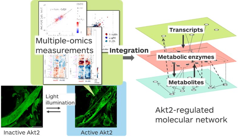Investigadores activan una enzima con luz, revelando su papel en el metabolismo