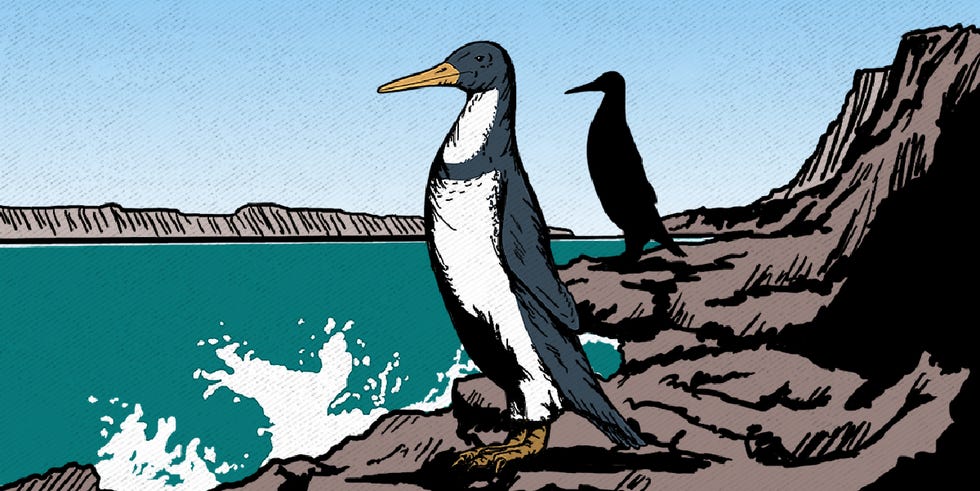 Kumimanu fordycei, conocida como la especie de pingüino más grande que jamás haya existido.