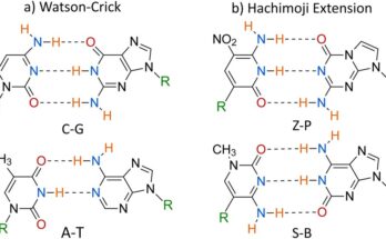 Un estudio muestra más mutaciones probables con ADN sintético modificado genéticamente