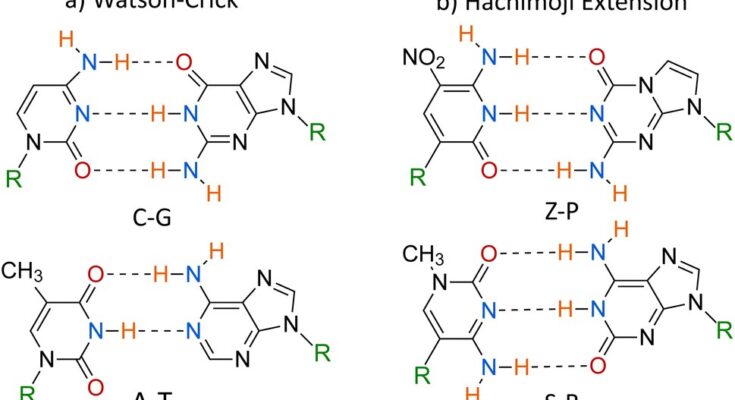 Un estudio muestra más mutaciones probables con ADN sintético modificado genéticamente