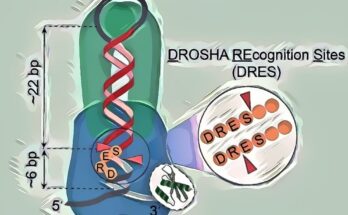 Los investigadores revelan un mecanismo de escisión no canónica largamente buscado en la biogénesis de miARN