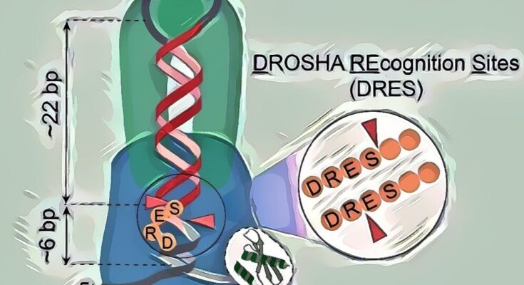 Los investigadores revelan un mecanismo de escisión no canónica largamente buscado en la biogénesis de miARN
