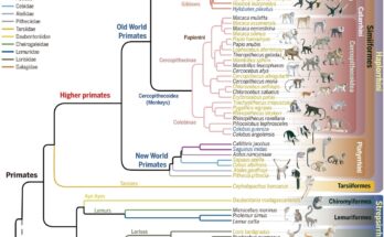El Proyecto Genoma de Primates revela secretos ocultos de la evolución de los primates