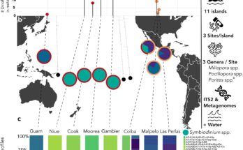Virus antiguos descubiertos en el ADN de los simbiontes de coral