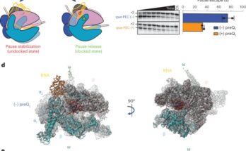 Las imágenes de alta resolución revelan el funcionamiento de un ribointerruptor de ARN bacteriano, un nuevo objetivo prometedor para los antibióticos.