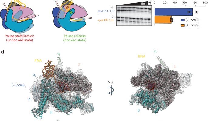 Las imágenes de alta resolución revelan el funcionamiento de un ribointerruptor de ARN bacteriano, un nuevo objetivo prometedor para los antibióticos.