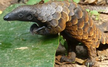 Pangolin Genetics