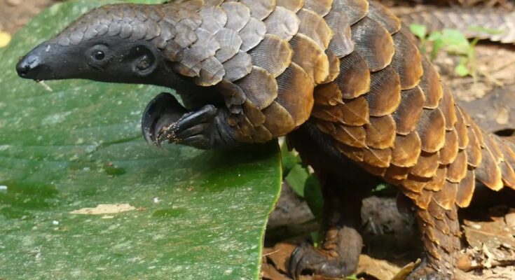 Pangolin Genetics