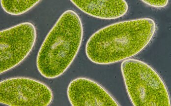 Los microbios poco conocidos podrían ser una señal de advertencia temprana del punto de inflexión climático