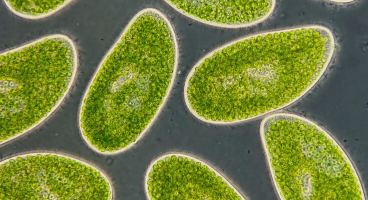Los microbios poco conocidos podrían ser una señal de advertencia temprana del punto de inflexión climático