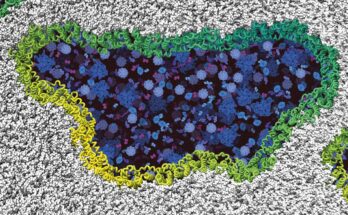 Ninjurin 1 Proteins Form Holes in the Cell Membrane