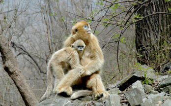 Un estudio rastrea cómo las adaptaciones a vivir en climas fríos promovieron la evolución social en primates colobinas asiáticos