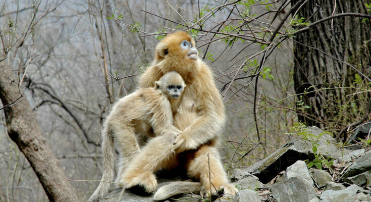Un estudio rastrea cómo las adaptaciones a vivir en climas fríos promovieron la evolución social en primates colobinas asiáticos