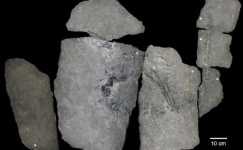 Científicos identifican un misterioso reptil marino antiguo de 240 millones de años