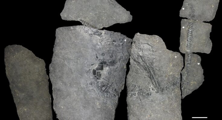 Científicos identifican un misterioso reptil marino antiguo de 240 millones de años