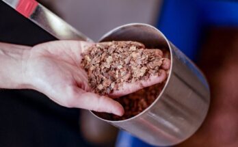 Cómo el chocolate podría contrarrestar el cambio climático