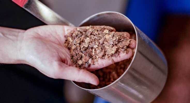 Cómo el chocolate podría contrarrestar el cambio climático
