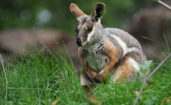 Un estudio encuentra que los marsupiales están 'mucho más evolucionados' que los humanos