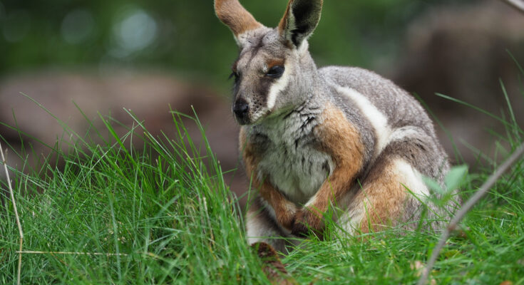 Un estudio encuentra que los marsupiales están 'mucho más evolucionados' que los humanos
