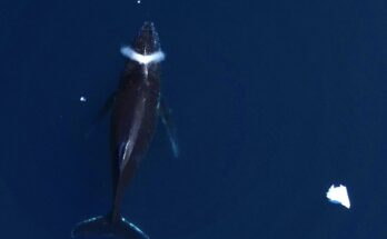 No cuente con las ballenas como 'salvadores del clima', dice el estudio