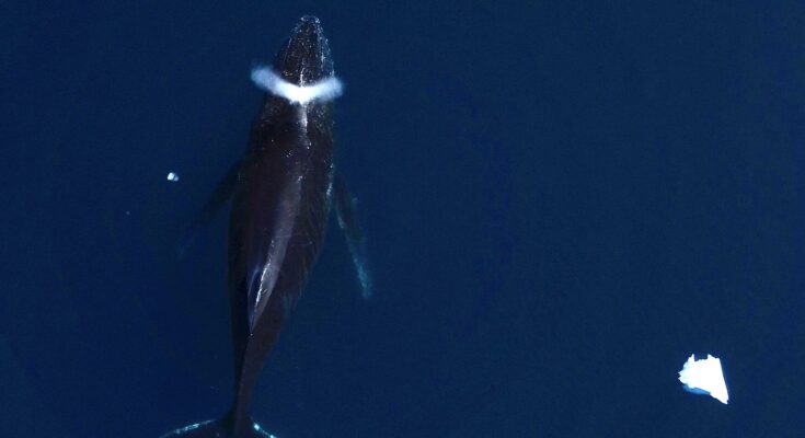 No cuente con las ballenas como 'salvadores del clima', dice el estudio