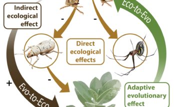 Cómo afecta la evolución al medio ambiente