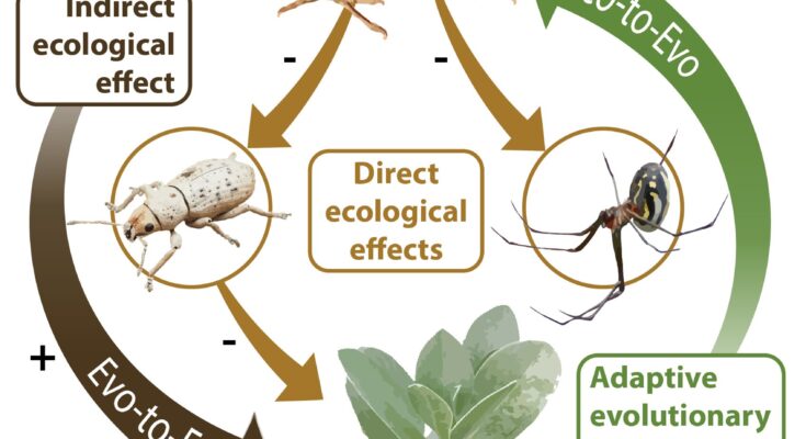 Cómo afecta la evolución al medio ambiente