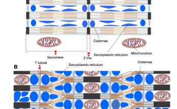 Lattice-Like Configuration Within Sonic Muscle