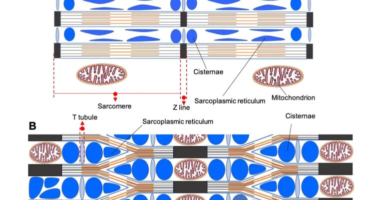 Lattice-Like Configuration Within Sonic Muscle