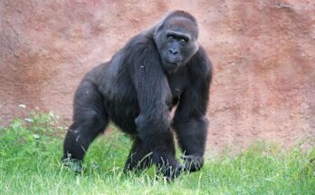 Estudio explica los orígenes evolutivos y las ventajas de la masturbación