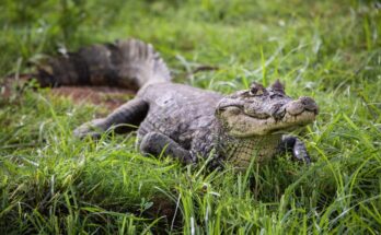 Los cocodrilos pueden reproducirse sin machos, y tal vez los dinosaurios también