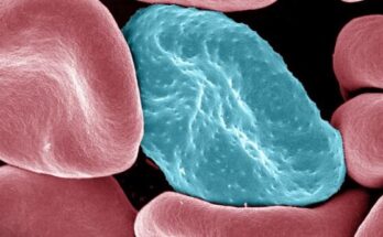 Los relojes biológicos de las personas y los parásitos de la malaria funcionan en sintonía, muestra un estudio