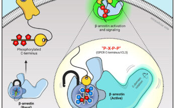 Los investigadores visualizan la comunicación de los receptores acoplados a la proteína G, allanando el camino para el descubrimiento de nuevos fármacos