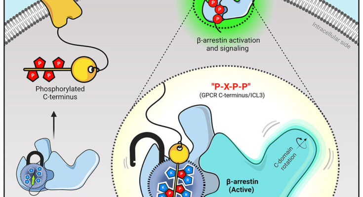 Los investigadores visualizan la comunicación de los receptores acoplados a la proteína G, allanando el camino para el descubrimiento de nuevos fármacos