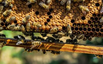 Un estudio revela que la estructura del nido de abejas es sorprendentemente adaptable y resistente