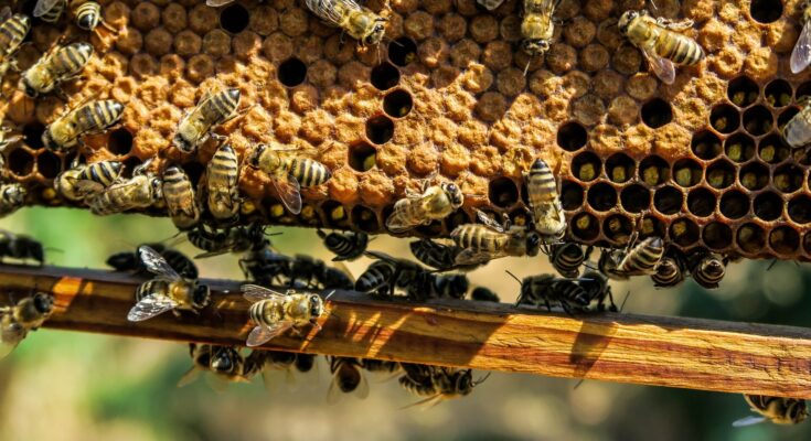 Un estudio revela que la estructura del nido de abejas es sorprendentemente adaptable y resistente