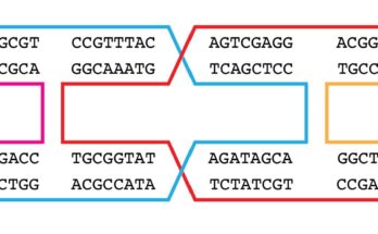 Los investigadores avanzan en la estabilidad de la nanoestructura del ADN