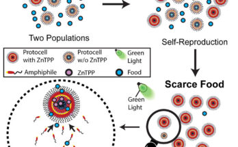 Las especies sintéticas creadas sin bioquímica operan de acuerdo con los principios evolutivos darwinianos