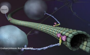 Potente microscopio captura proteínas motoras con un detalle sin precedentes