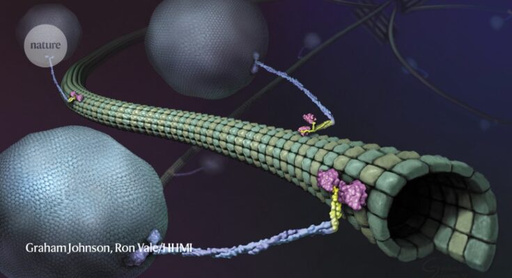Potente microscopio captura proteínas motoras con un detalle sin precedentes