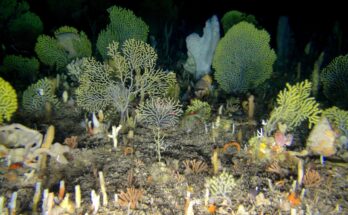 Los taxónomos marinos de Sudáfrica se convierten en una especie cada vez más amenazada