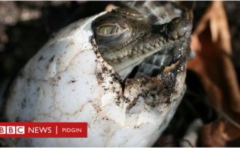 Partenogénesis: cómo el cocodrilo de 18 años se entregó a sí misma bella
